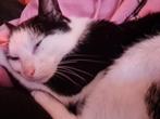 Tiggy zwart witte kater, Dieren en Toebehoren, Katten en Kittens | Overige Katten, Kater, Kortharig, 3 tot 5 jaar