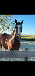 Lieve vrolijke E ruin voor recreatie, Dieren en Toebehoren, Paarden, Ruin, Recreatiepaard, 11 jaar of ouder