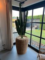 Grote Cactus in Pot, Ophalen, 200 cm of meer, In pot, Cactus