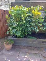 Vinger plant of Japanse fatsia., Tuin en Terras, Overige soorten, Ophalen of Verzenden, 100 tot 250 cm