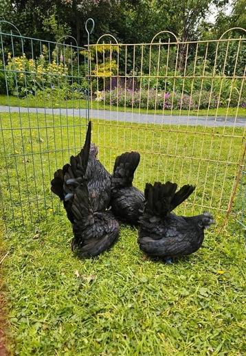 Chabo zwartkop kippen te koop.  beschikbaar voor biedingen