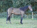 knappe welsh valk jaarling, Merrie, Dressuurpony, Niet van toepassing, 0 tot 2 jaar