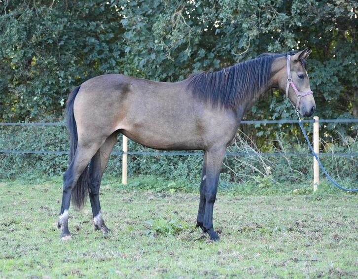 knappe welsh valk jaarling, Dieren en Toebehoren, Pony's, Merrie, Niet van toepassing, D pony (1.37m tot 1.48m), Dressuurpony