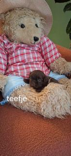 Shih tzu pups, België, Fokker | Hobbymatig, CDV (hondenziekte), 8 tot 15 weken
