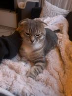 Lieve Mido (Scottish fold x korthaar), Dieren en Toebehoren, Katten en Kittens | Raskatten | Korthaar, Kater, Gechipt, 0 tot 2 jaar