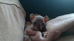 Sphynx Elf Kitten, Dieren en Toebehoren, Katten en Kittens | Raskatten | Korthaar