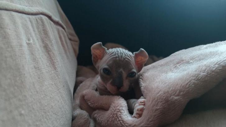Sphynx Elf Kitten, Dieren en Toebehoren, Katten en Kittens | Raskatten | Korthaar