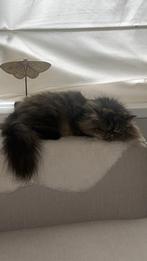 Perzische kat, Dieren en Toebehoren, Poes