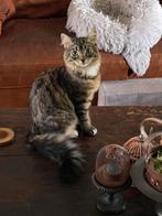 Kitten kruising Maincoon/Britse Korthaar, Dieren en Toebehoren, Poes, Gechipt, 0 tot 2 jaar