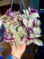 Tradescantia sweetness hangplant stekjes, Ophalen of Verzenden, Cactus, Minder dan 100 cm