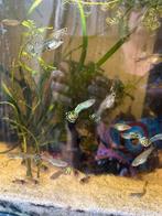 Weekend aanbieding kong cobra guppen, Vis