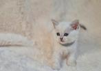 Britse Korthaar kittens beschikbaar vanaf 31 augustus, Dieren en Toebehoren, Katten en Kittens | Raskatten | Langhaar, Meerdere dieren