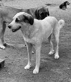 Postzegels gevraagd, Postzegels en Munten, Postzegels | Volle albums en Verzamelingen, Ophalen, Nederland en Buitenland