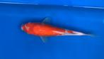 Japanse koi. Kohaku tosai, Dieren en Toebehoren, Vissen | Vijvervissen, Karper of Koi