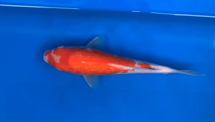 Japanse koi. Kohaku tosai, Dieren en Toebehoren, Vissen | Vijvervissen, Karper of Koi
