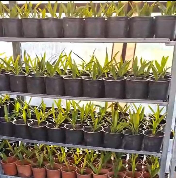 100 Trachycarpus fortunei palmbomen, Tuin en Terras, Planten | Bomen, Palmboom, Minder dan 100 cm, Volle zon, Zomer, In pot, Ophalen