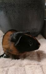 Cavia beertjes super lief en echt super tam., Dieren en Toebehoren, Knaagdieren, Cavia, Mannelijk, Mei, Tam