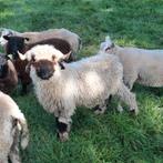 Walliser schwarznase ram, Dieren en Toebehoren, Schapen, Geiten en Varkens, Mannelijk, Schaap, 0 tot 2 jaar