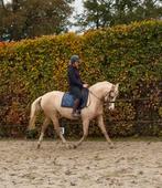 Knappe XXL sportpony, Gechipt, Zadelmak, 3 tot 6 jaar, Merrie