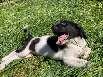 Stabij pups beschikbaar voor biedingen