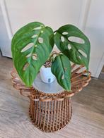 Monstera Esqueleto, Ophalen of Verzenden, Overige soorten, Minder dan 100 cm