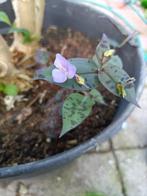 Tradescantia Pringlei, Tuin en Terras, Planten | Tuinplanten, Ophalen of Verzenden, Overige soorten, Volle zon