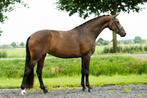 Super braaf, Dieren en Toebehoren, Paarden, Merrie, B, Gechipt, Dressuurpaard