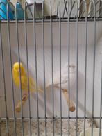 Wit, Meerdere dieren, Kleurkanarie