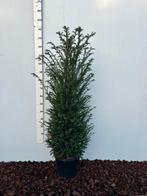 Taxus Baccata 125-150cm in Pot, Bloeit niet, Halfschaduw, Overige soorten, 100 tot 250 cm