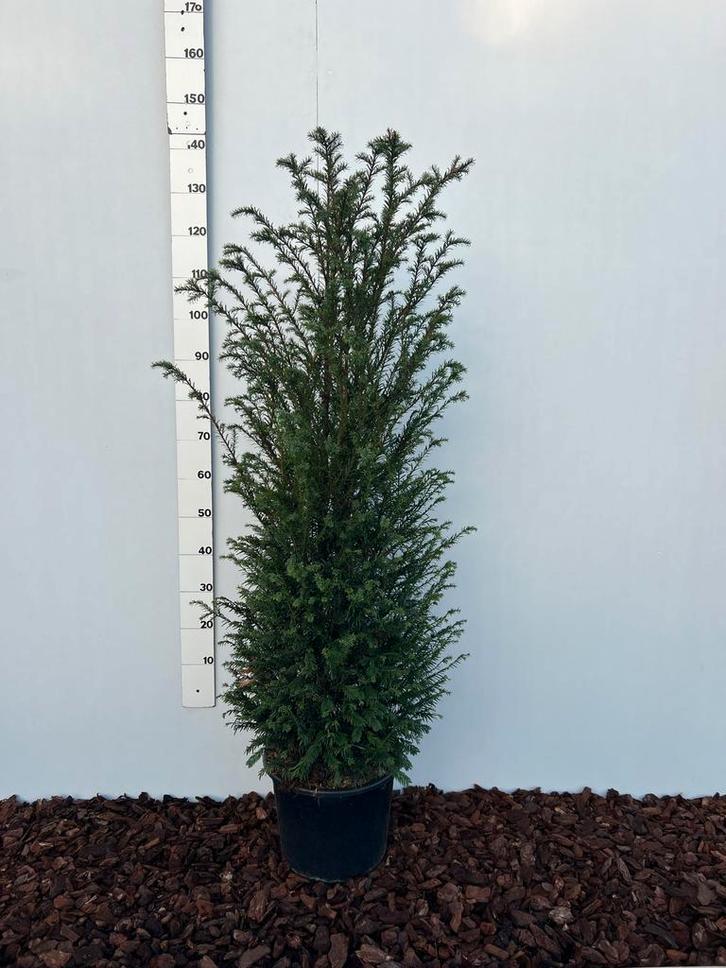 Taxus Baccata 125-150cm in Pot, Tuin en Terras, Planten | Bomen, Overige soorten, 100 tot 250 cm, Halfschaduw, Bloeit niet, In pot