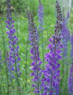 Linaria purpurea (Vlasleeuwenbek ), Tuin en Terras, Planten | Tuinplanten, Zomer, Overige soorten, Ophalen