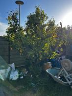 Perenboom (+/- 40 jaar oud), Overige soorten, 250 tot 400 cm, Zomer, Ophalen