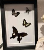 Lijst met diverse vlinders, Minder dan 50 cm, Nieuw, Ophalen of Verzenden, Minder dan 50 cm