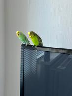 Aangeboden Blauwe en Groene blauw 8 mnd. Groene 4 jaar., Dieren en Toebehoren, Mannelijk, Parkiet, Tam