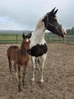 Mooi hengst veulen, Dieren en Toebehoren, Paarden, Hengst, Minder dan 160 cm, 0 tot 2 jaar