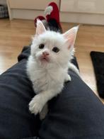 Mooie, lieve Maine coon kittens, Dieren en Toebehoren, Katten en Kittens | Raskatten | Langhaar, Meerdere dieren, Ontwormd, 0 tot 2 jaar