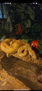 Terrarium met ball python – 240L Juwel met warmte lamp + CHE, Dieren en Toebehoren, Reptielen en Amfibieën, Slang, Met terrarium
