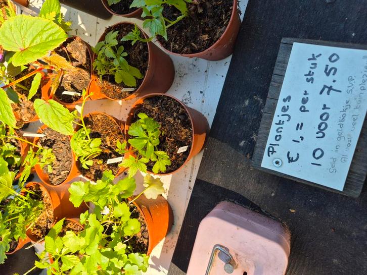 Eeuwigheidskruid, Tuin en Terras, Planten | Tuinplanten, Overige soorten, Volle zon, Ophalen of Verzenden