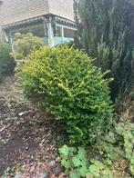 Struik/buxus gratis, Tuin en Terras, Ophalen, Buxus, Minder dan 100 cm