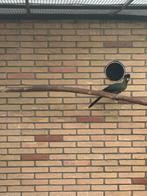 Jonge witwang toerako, Geslacht onbekend