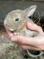 Jonge kleinrex konijntjes, Dieren en Toebehoren, Konijnen, Meerdere dieren, Dwerg