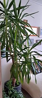 YUCCA🪴  elephantipes kamer plant in pot, Ophalen, 200 cm of meer, Halfschaduw, In pot