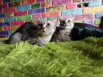 2 lieve britse korthaar poezen zusjes, Poes, Ontwormd, 0 tot 2 jaar