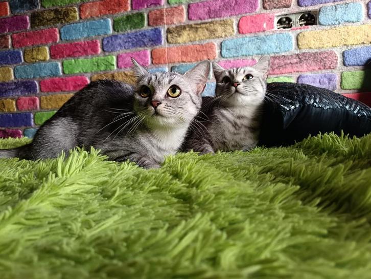 2 lieve britse korthaar poezen zusjes, Dieren en Toebehoren, Katten en Kittens | Raskatten | Korthaar, Poes, 0 tot 2 jaar, Ontwormd