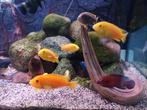 Malawi cichliden mbuna mix blauw, geel, wit, Dieren en Toebehoren, Vissen | Aquariumvissen