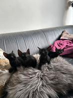 Cornish rex kittens, Dieren en Toebehoren, Meerdere dieren, Ontwormd, 0 tot 2 jaar