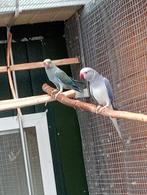 Koppel halsband parkieten, Dieren en Toebehoren, Vogels | Parkieten en Papegaaien, Meerdere dieren, Parkiet