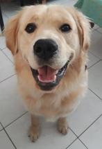 Golden Retriever, Ophalen, Nieuw