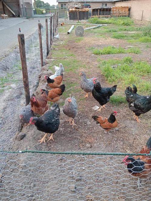 Mooie jong pluimvee, Dieren en Toebehoren, Pluimvee, Kip, Meerdere dieren