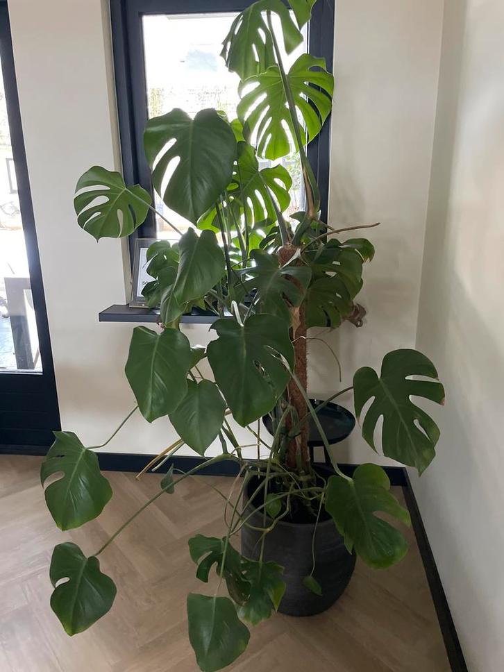 Grote Monstera Deliciosa - 170cm incl. pot, Huis en Inrichting, Kamerplanten, Overige soorten, 150 tot 200 cm, Groene kamerplant